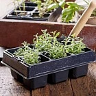 Что делать в саду в декабре 2025